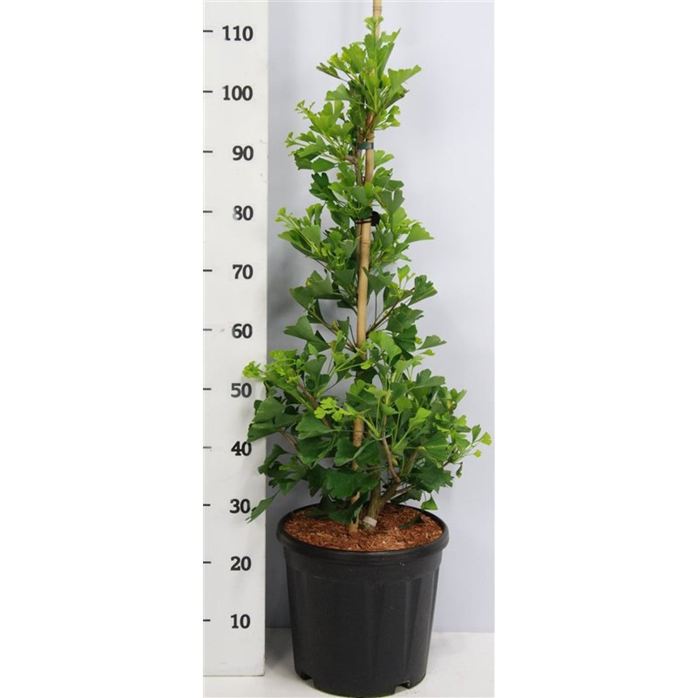 Tempelträd – Ginkgo biloba 'Fastigiata Blagon' - C13 60-80 cm.